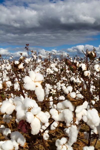 Campo de algodão — Fotografia de Stock