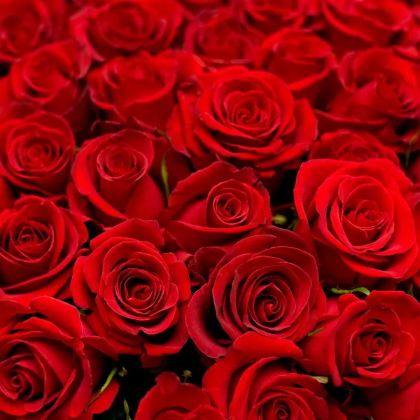 Free vector roses Stock Images - Search Stock Images on Everypixel