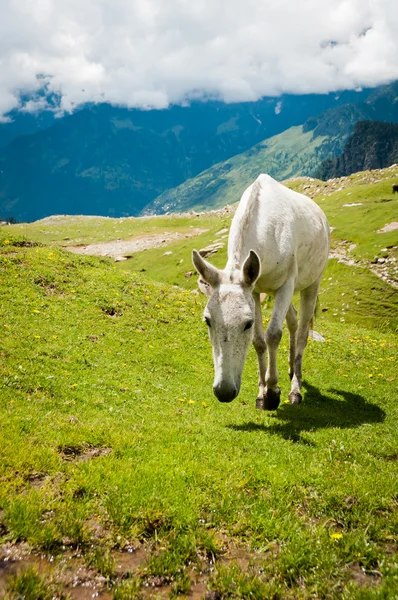 Caballo blanco en pastos de montaña — Foto de Stock