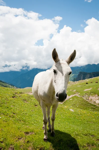 Fehér ló hegyi legelőn — Stock Fotó