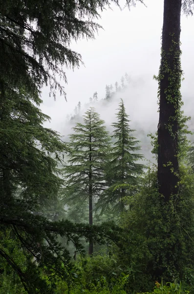 Туман за дождем в диком лесу — стоковое фото