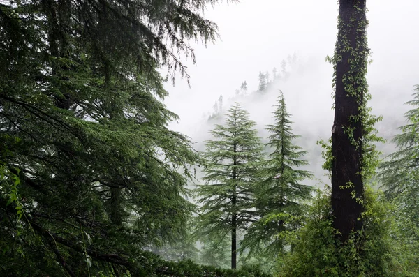 Fog after rain in wild forest — Stock Photo, Image