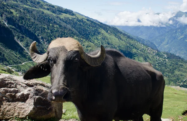 Black cow on mountain pasture — Stock Photo, Image