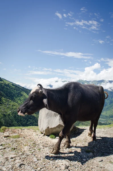 Czarna krowa na halach — Zdjęcie stockowe