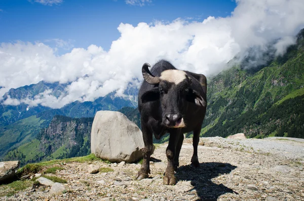 Sort ko på bjerggræsning - Stock-foto