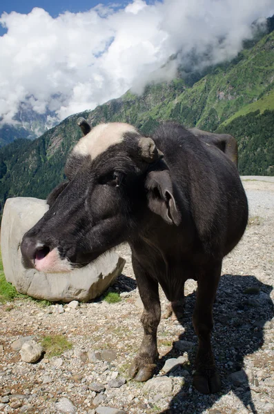 山の牧草地に黒牛 — ストック写真
