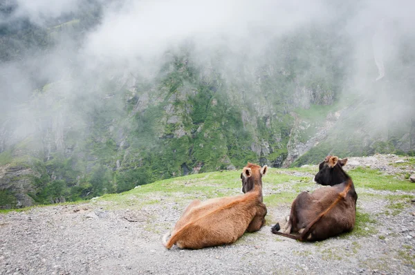 Two cows admire the scenery of foggy mountains — Stock Photo, Image