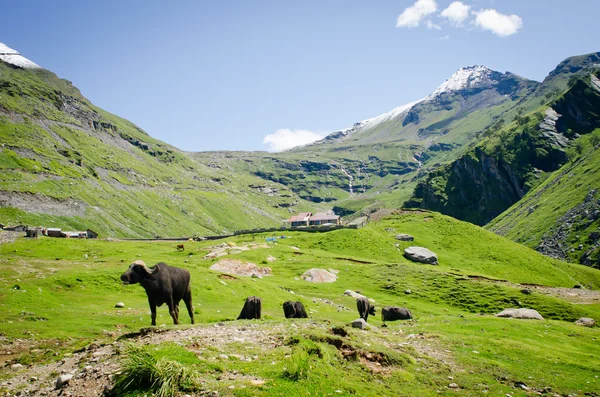 Czarny krów na pastwiskach górskich — Zdjęcie stockowe