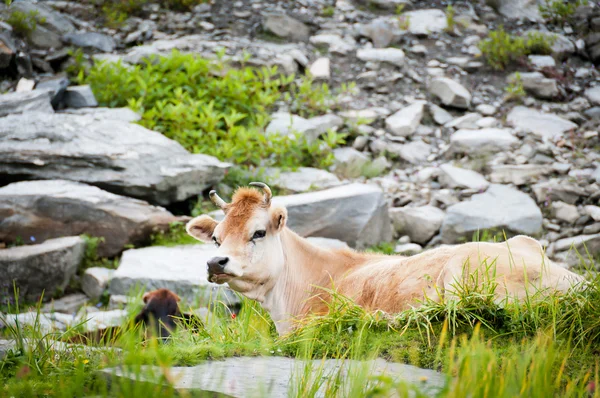 Ko på berg betar — Stockfoto