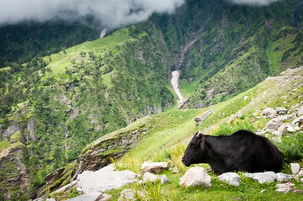 Krowa na pastwisku góry — Zdjęcie stockowe