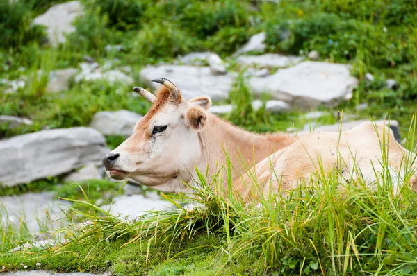 Vaca en pastos de montaña —  Fotos de Stock