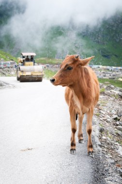 Calf and roller compactor on mountain road clipart