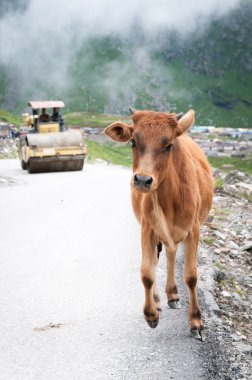 Calf runs away from roller compactor clipart