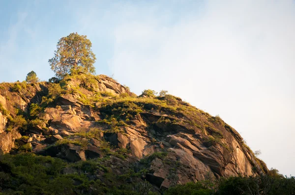 stock image Lonely tree on the top of rock