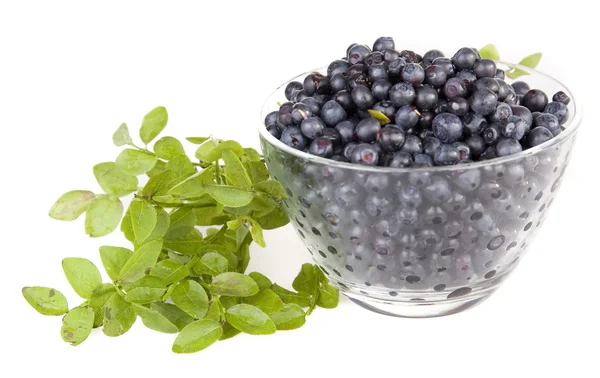 Blueberries in a glass bowl — Stock Photo, Image