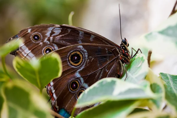 Motyl na zielone pole — Zdjęcie stockowe
