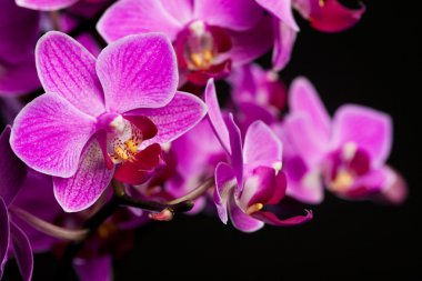 Orchid on black background (shallow DOF) clipart