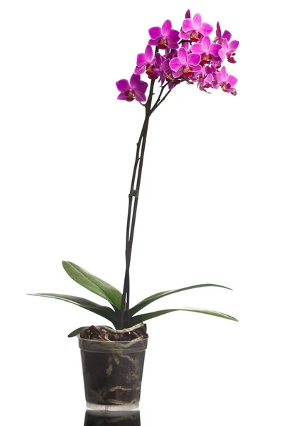 Orchidea na białym tle na białym tle (płytkie dof) — Zdjęcie stockowe