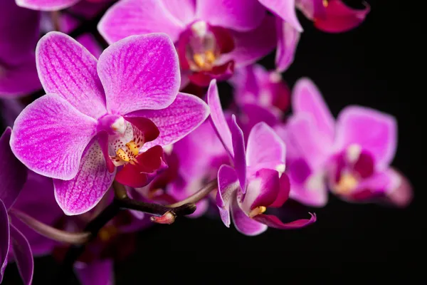 Orchidée sur fond noir (DOF peu profond ) — Photo