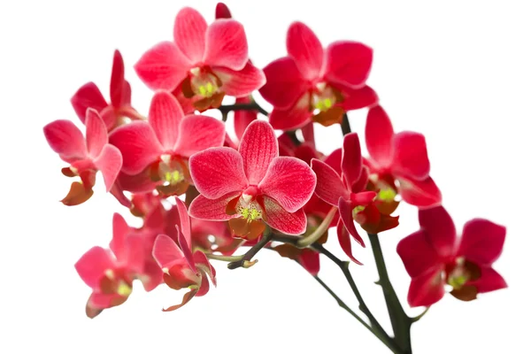 Orkide beyaz arkaplanda izole edildi — Stok fotoğraf