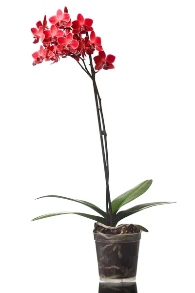 Orchidej izolovaných na bílém pozadí (mělké dof) — Stock fotografie