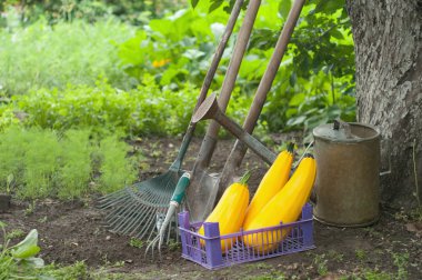 Watering clipart