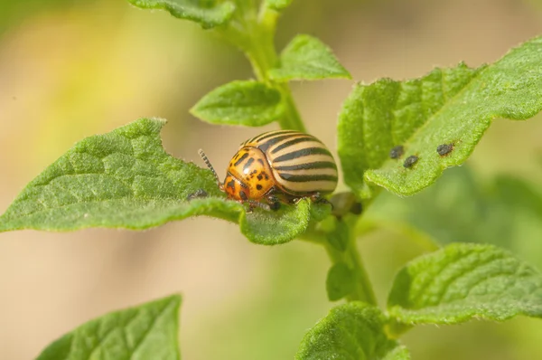 stock image Colorado beetle