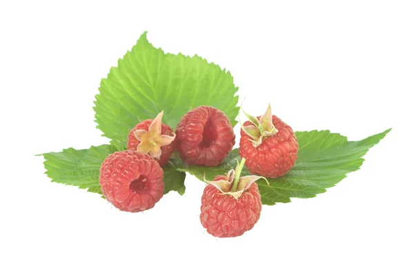 Fresh raspberry — Stock Photo, Image