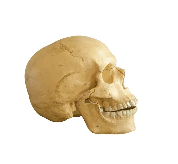 stock image Skull model