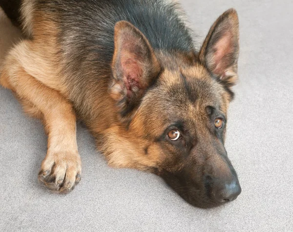 Close-up de um cão pastor alemão Fotos De Bancos De Imagens
