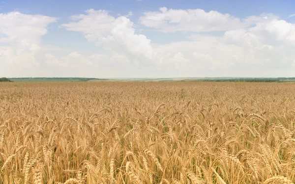 Золотий, стиглі пшениці — стокове фото