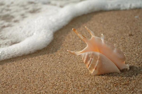 Shell na pláži — Stock fotografie