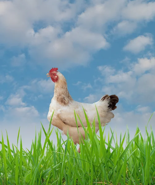 stock image Hen against the background of grass