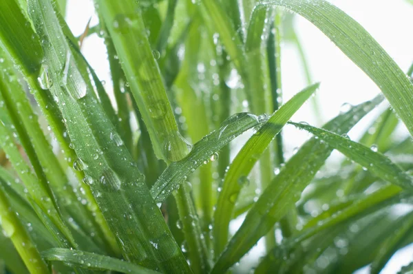Gocce di pioggia sull'erba — Foto Stock