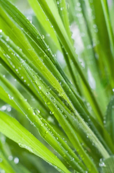 Drops on a grass — Stock Photo, Image