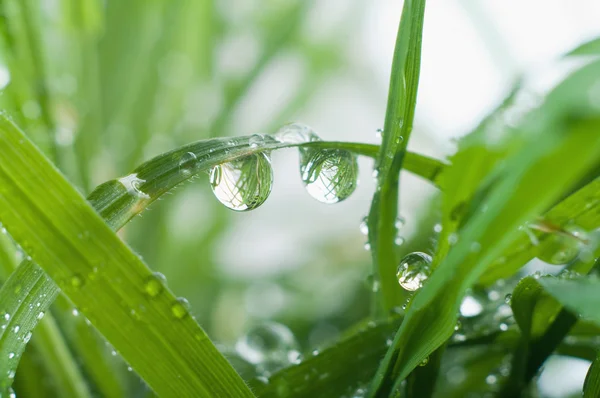 Капли дождя на траве — стоковое фото