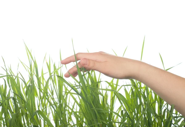 Hand över grönt gräs — Stockfoto