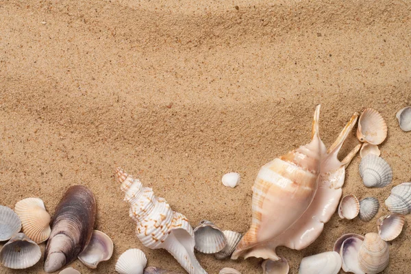 Seashells na areia — Fotografia de Stock