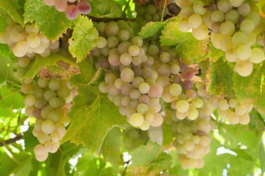 White grapes clipart