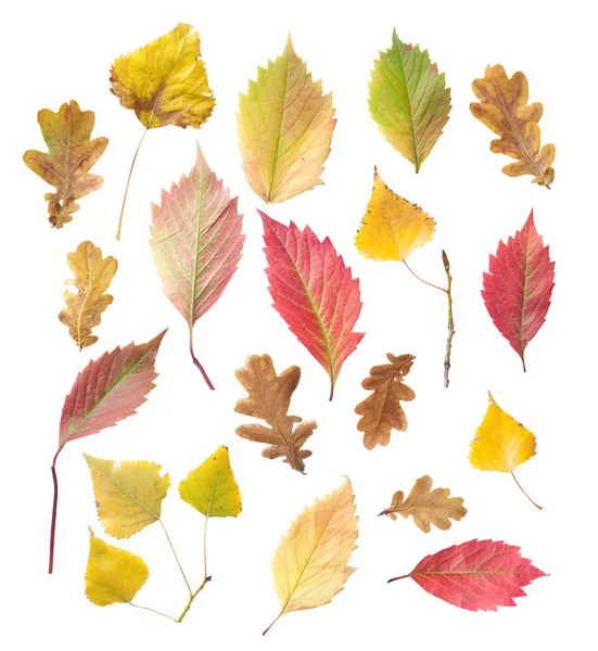 Set aus gelben und roten Blättern — Stockfoto
