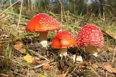 Poisonous mushrooms clipart