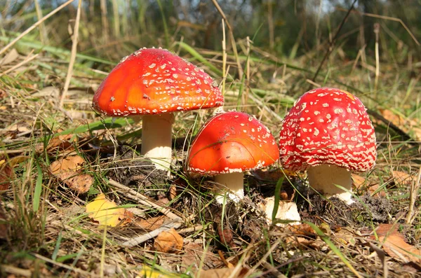 stock image Poisonous mushrooms