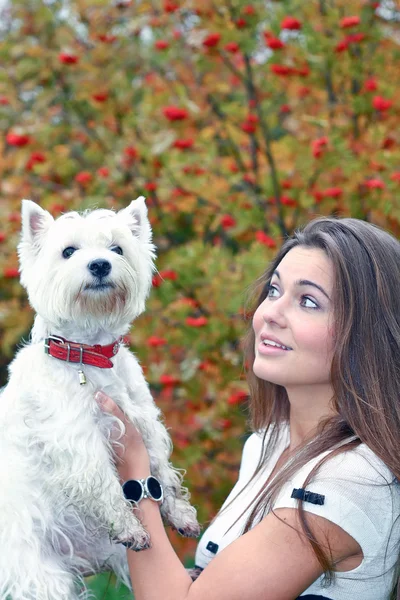Portrét krásné dívky drží pěkně bílý Západ Vysočina psa na ni ha — Stock fotografie
