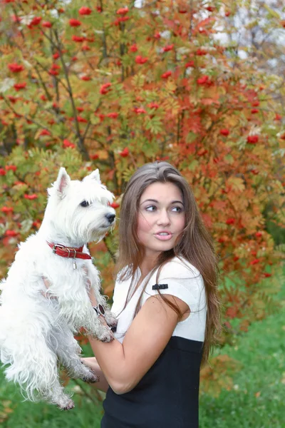 Portrait of beautiful girl keeping pretty white West Highland dog on her ha — Stock Photo, Image