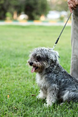 Funny active mini schnauzer in nature