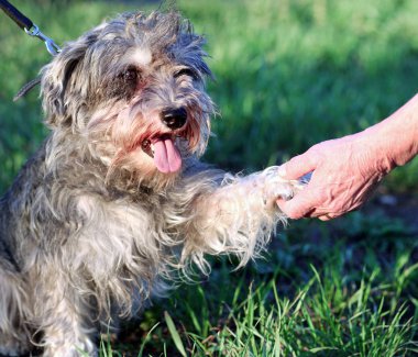 Funny active mini schnauzer in nature