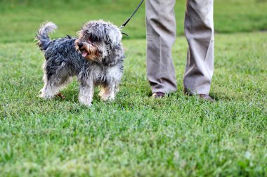 Funny active mini schnauzer in nature