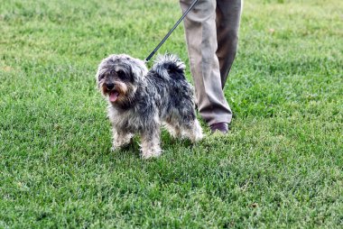 Funny active mini schnauzer in nature