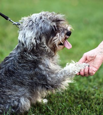 Funny active mini schnauzer in nature