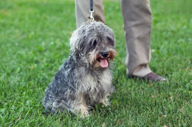 Funny active mini schnauzer in nature